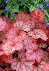 Heuchera villosa 'Georgia Peach'