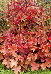 Heuchera 'Peach Flambe'