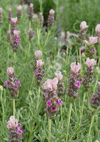 Lavandula stoechas 'Boysenberry Ruffles'