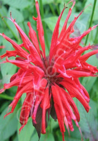 Monarda didyma 'Fireball'