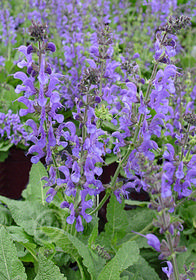 Salvia pratensis 'Rhapsody in Blue'