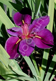 Iris Louisianna Hybrid  'Black Gamecock'