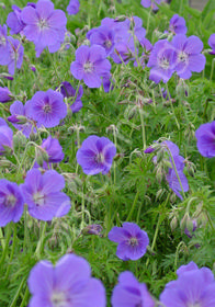 Geranium pratense 'Spinners'