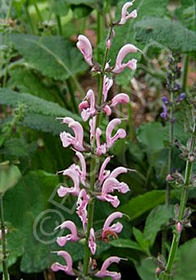 Salvia x pratensis 'Rose Rhapsody'