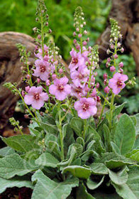 Verbascum 'Jackie in Pink'