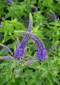 Veronica 'Darwin's Blue'