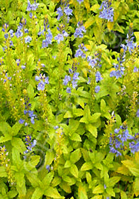 Veronica prostrata 'Aztec Gold'