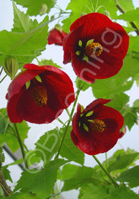 Abutilon x hybridum 'Voodoo'