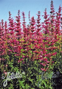 Agastache mexicana 'Sangria'