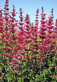 Agastache mexicana 'Sangria'