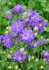 Aquilegia vulgaris 'Clementine Blue'