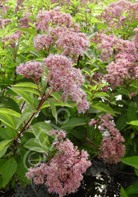 Eupatorium purpureum subsp. maculatum 'Gateway'