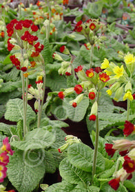 Primula veris 'Sunset Shades'