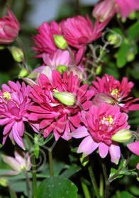 Aquilegia vulgaris 'Clementine Red'