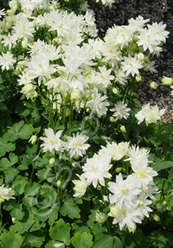 Aquilegia vulgaris 'Clementine White'