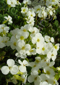 Arabis caucasica 'Pixie Cream'