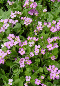 Arabis x arendsii 'La Fraicheur'