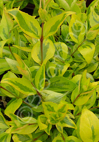 Abelia grandiflora 'Francis Mason'