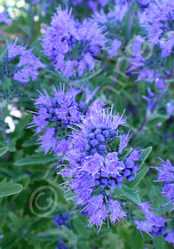 Caryopteris x clandonensis 'First Choice'