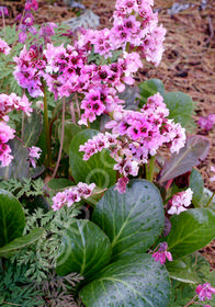 Bergenia 'Pink Dragonfly'