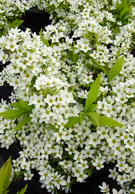 Spiraea thunbergii 'Ogon'