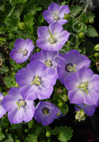 Campanula carpatica x 'Royal Wave'