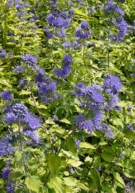 Caryopteris x clandonensis 'Inoveris' Grand Bleu�