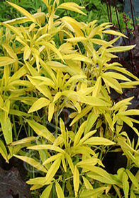 Coreopsis tripteris 'Lightning Flash'