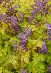 Corydalis shimienensis 'Berry Exciting'