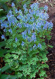 Corydalis elata