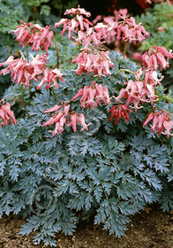 Dicentra x hybrida 'Candy Hearts'