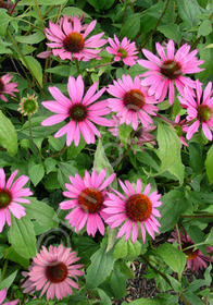 Echinacea purpurea 'Merlot'