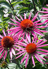 Echinacea purpurea 'Pica Bella'