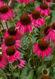 Echinacea purpurea 'Raspberry Tart'