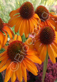 Echinacea purpurea 'Tiki Torch'