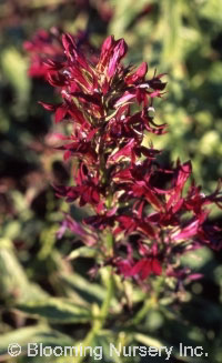 Lobelia x hybrida 'Ruby Slippers'