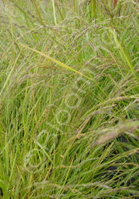 Eragrostis tef 'Ruby Silk'