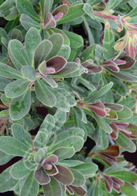 Euphorbia martinii x characias 'Royal Velvet'