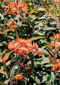 Euphorbia griffithii 'Fire Charm'