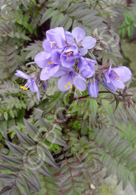 Polemonium yezoense 'Purple Rain'