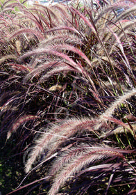 Pennisetum setaceum 'Rubrum'