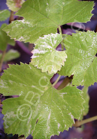 Vitis vinifera 'Variegata'