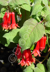 Fuchsia fulgens 'Speciosa'