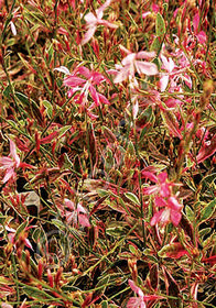 Gaura lindheimeri 'Bijou Butterflies'