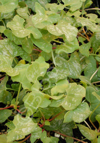 Rumex acetosa 