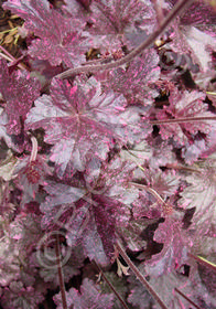 Heuchera 'Midnight Rose'