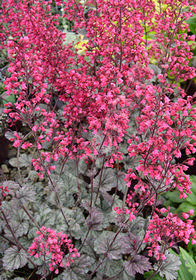 Heuchera 'Rave On'