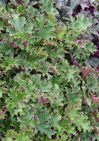 Heuchera 'Sashay'