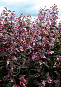 Penstemon digitalis 'Dark Towers'