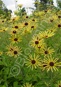 Rudbeckia subtomentosa 'Henry Eilers'